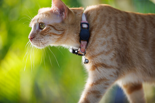 Ginger cat with a collar on walking in the outdoors

