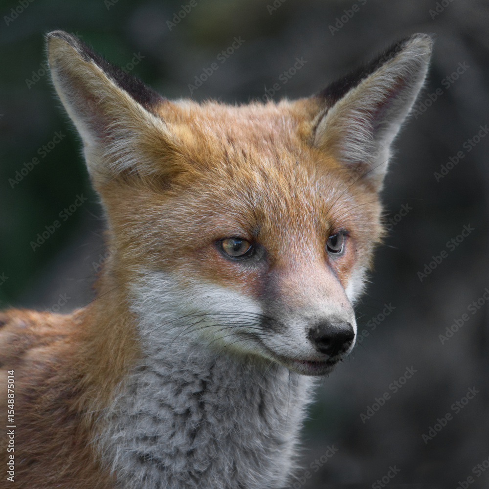 Aufkleber A very close portrait of the head and face of a red fox. It has its ears pricked up as it looks alertly at the surroundings, There is copy space in the image