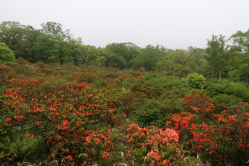霧の中の白樺牧場。赤城山にある牧場、現在は牧場は廃業し前橋市の管理となっている。自生するツツジが咲く季節には普段立ち入り禁止となっている場所のツツジを鑑賞する自生するツツジが咲く季節にはがツアーが組まれる。レンゲツツジの咲く野。