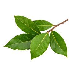 Obraz premium A cluster of green bay leaves attached to a small brown stem.