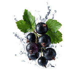 Blackcurrants Splashing Water Fresh Fruit Nature