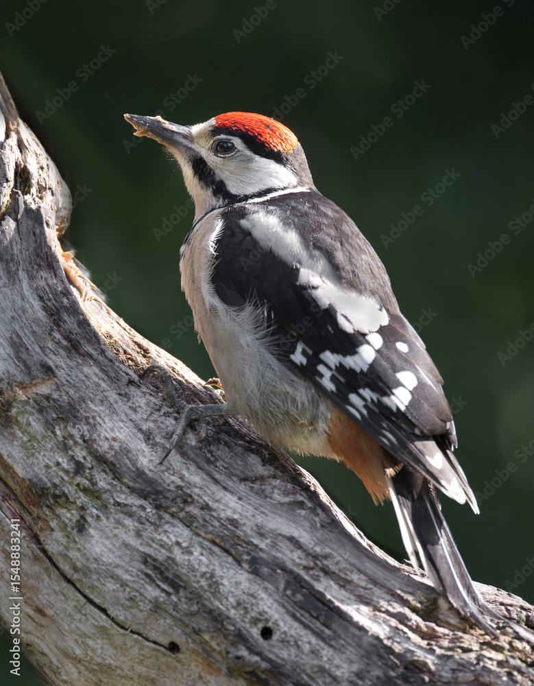 Poster a close up portrait of a juvenile great spotted woodpecker, dendrocopos major perched on the trunk o