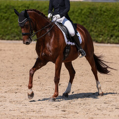 Fototapeta premium Dressage riding, dressage rider warming up before the 