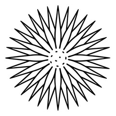 Obraz premium Elegant Sea Slug Outline