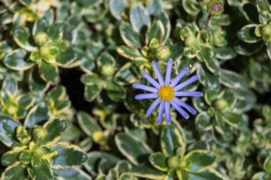 A blue daisy with violet-blue petals. blue felicia, blue daisy bush,  kingfisher&nbsp;daisy, Felicia amelloides