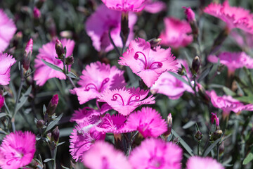 A dianthus with purple petals. warm sunshine - Dianthus chinensis, China Pink, Rainbow Pink
