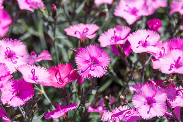 Obraz premium A dianthus with purple petals. warm sunshine - Dianthus chinensis, China Pink, Rainbow Pink