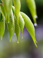 雨に濡れた若葉