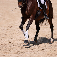 Obraz premium Dressage riding, dressage rider warming up before the 