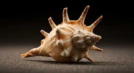 Obraz premium seashell on black background