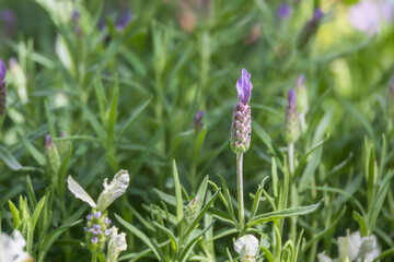 French lavender just beginning to bloom, found in the flower bed. warm sunshine - Spanish lavender,...