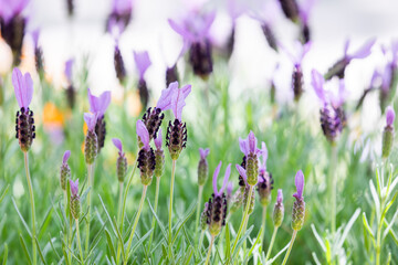 Fully bloomed French lavender found in the flower bed. Spanish lavender, Topped lavender, Lavandula stoechas