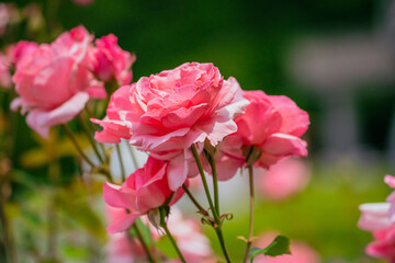 神代植物公園に咲くピンク色のバラ