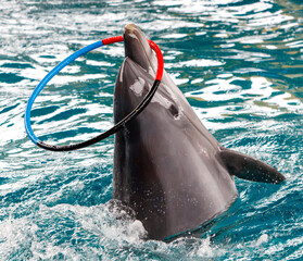 A dolphin is playing with a ring in the water © schankz