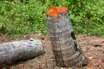 A tree stump with a red mark on it