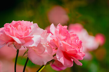 神代植物公園に咲くピンク色のバラ