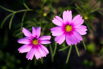 Close-up of Vibrant Cosmos Flower in Bloom