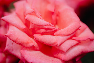 神代植物公園に咲くピンク色のバラ