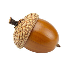 A close-up of a single brown acorn with a textured cap and smooth nut body.