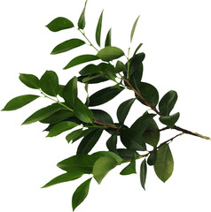 branch with green leaves