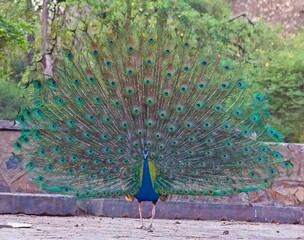peacock with feathers