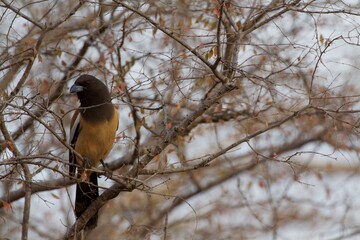 bird on a branch