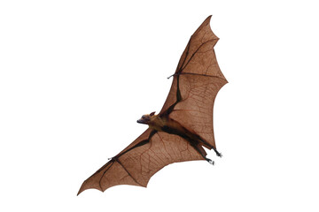 Bat flying isolated on transparent background png file	

