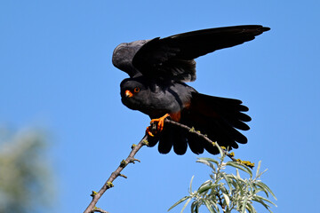 Rotfußfalke - Männchen // Red-footed falcon - male (Falco vespertinus) - Donaudelta, Rumänien