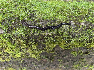 Bipalium fuscatum クロイロコウガイビル コウガイビル