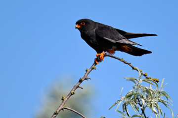 Red-footed falcon - male // Rotfußfalke - Männchen (Falco vespertinus) - Danube Delta, Romania