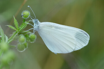 Closeup on the fragile looking European wood white butterfly Leptidea sinapis with closed wings