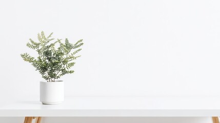 A potted fern plant on a white table.