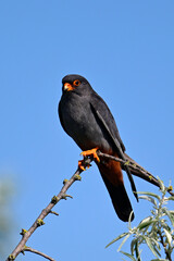 Rotfußfalke - Männchen // Red-footed falcon - male (Falco vespertinus) - Donaudelta, Rumänien