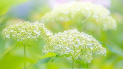 梅雨から初夏の公園や花壇を彩るアジサイ（アナベル）のある風景。繊細で美しい装飾花の様子のクローズアップ。木漏れ日の光でボケた景色。ぼんやりした花畑のイメージ © STOCK THE WORLD