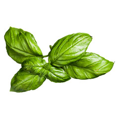 Fresh basil leaves arranged for culinary use, showcasing vibrant green color and texture.