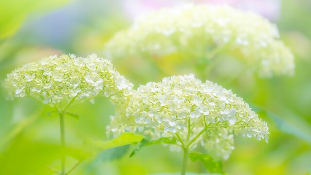 梅雨から初夏の公園や花壇を彩るアジサイ（アナベル）のある風景。繊細で美しい装飾花の様子のクローズアップ。木漏れ日の光でボケた景色。ぼんやりした花畑のイメージ