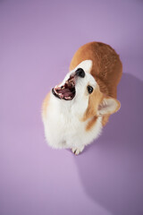 A Corgi looks up joyfully from an above angle against a purple background. The unique perspective...