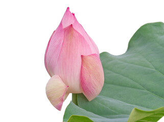 Isolated pink lotus flower bud with green leaf on white background