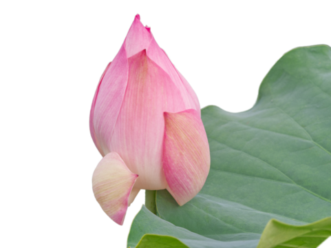 Isolated pink lotus flower bud with green leaf on white background