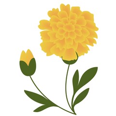Marigold flower illustration flat design
