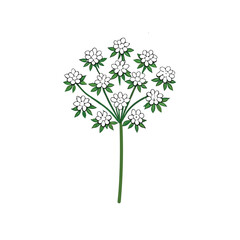 green tree isolated on white