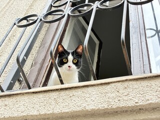A cat watching from behind a window grille.