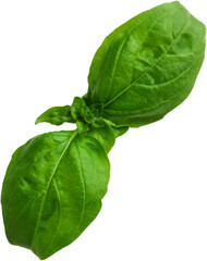 A fresh green basil leaf, commonly used in cooking for flavoring dishes.