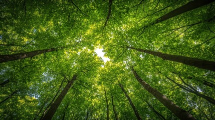 Fototapeta premium Lush forest canopy overhead view