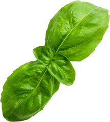 A fresh basil leaf, vibrant green and aromatic, ideal for culinary use.