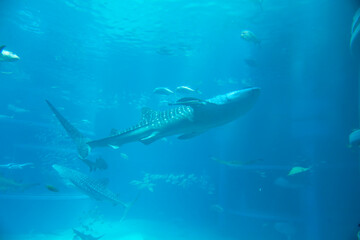 Whale shark (Rhincodon typus) under water
