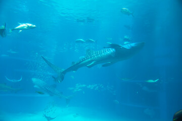 Whale shark (Rhincodon typus) under water