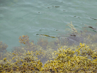 green, marine, natural, ocean, reef, underwater, seaweed, sea, currents, flowing, plant, 
