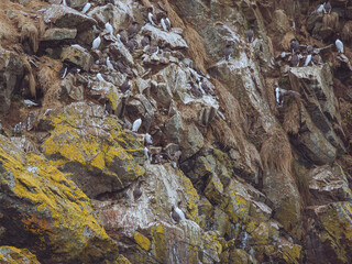 Guillemots and Razorbills nesting on the cliffs of Skomer, Pembrokeshire, Wales