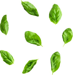 A collection of fresh basil leaves scattered against a white background, ideal for culinary use and decoration.